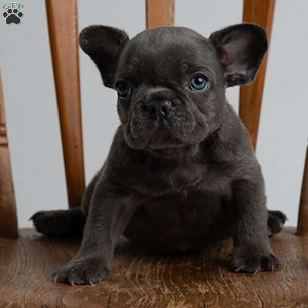 blue shoes, French Bulldog Puppy